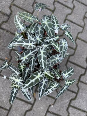 Alocasia Bambino Variegata