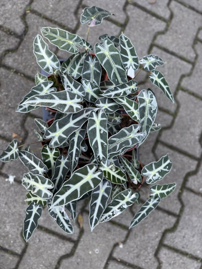 Alocasia Bambino Variegata