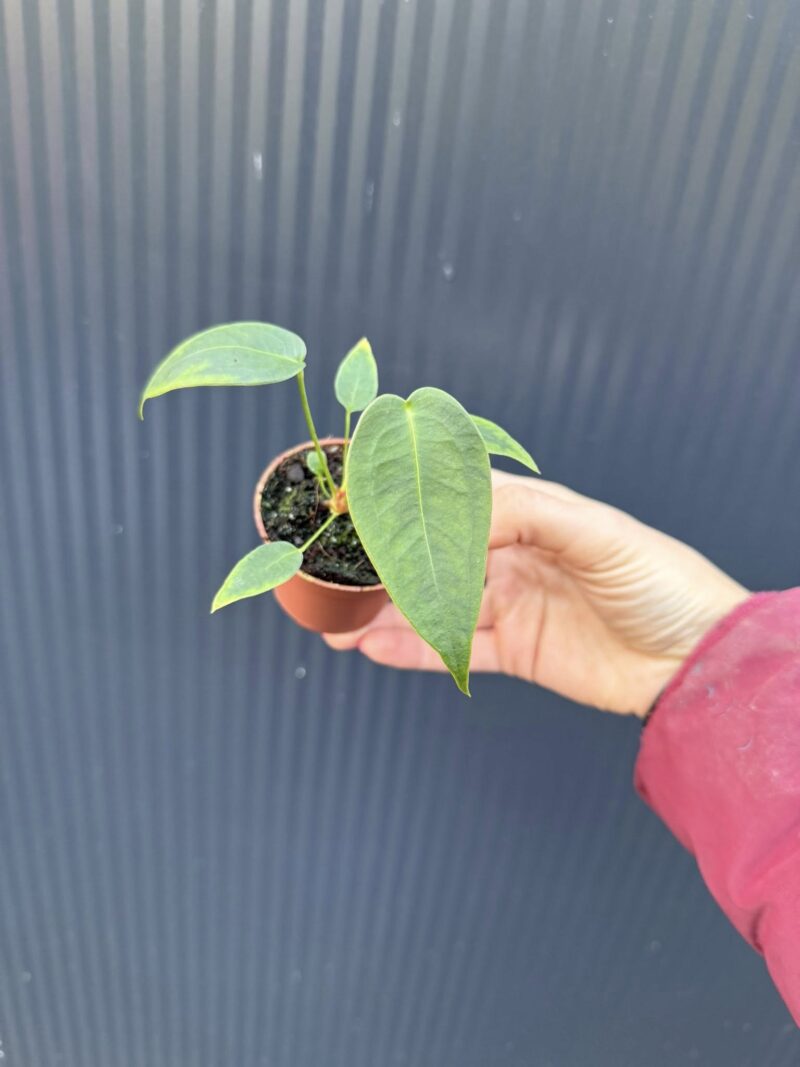 Anthurium Peltigerum – maluszek
