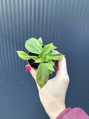 Philodendron Esmeraldense