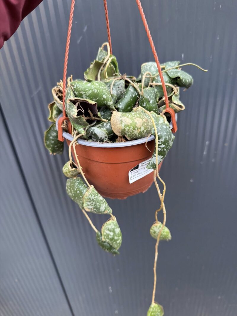 Hoya imbricata