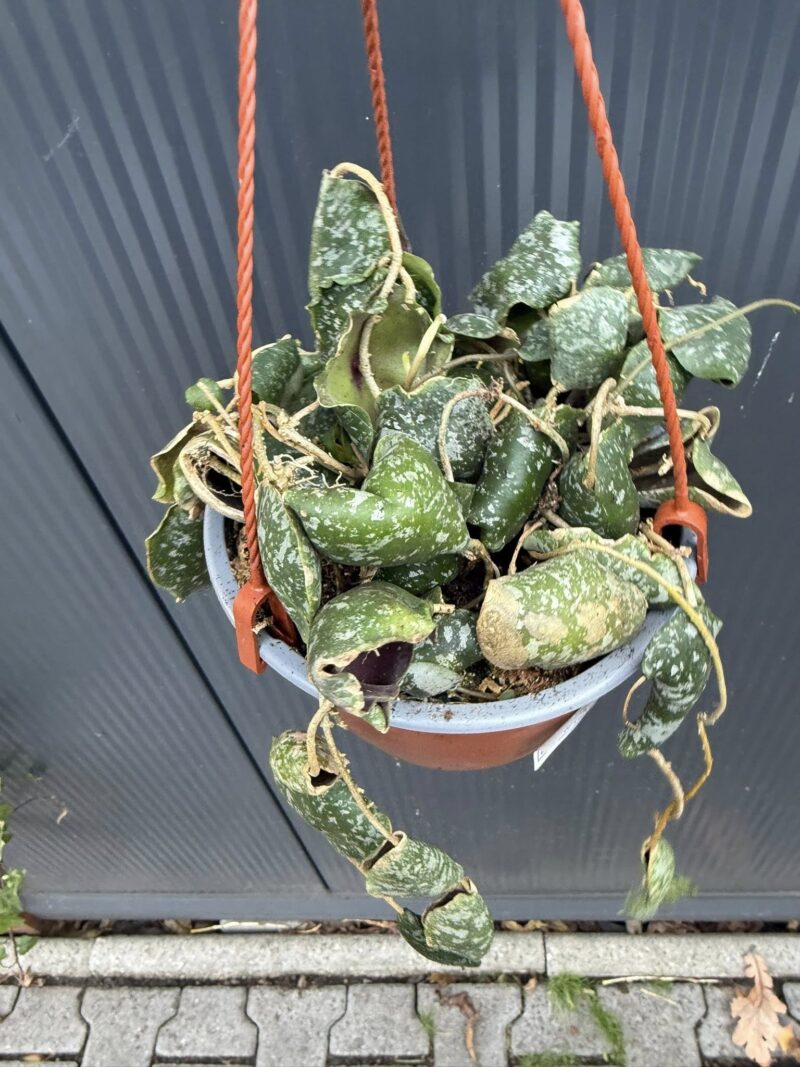 Hoya imbricata