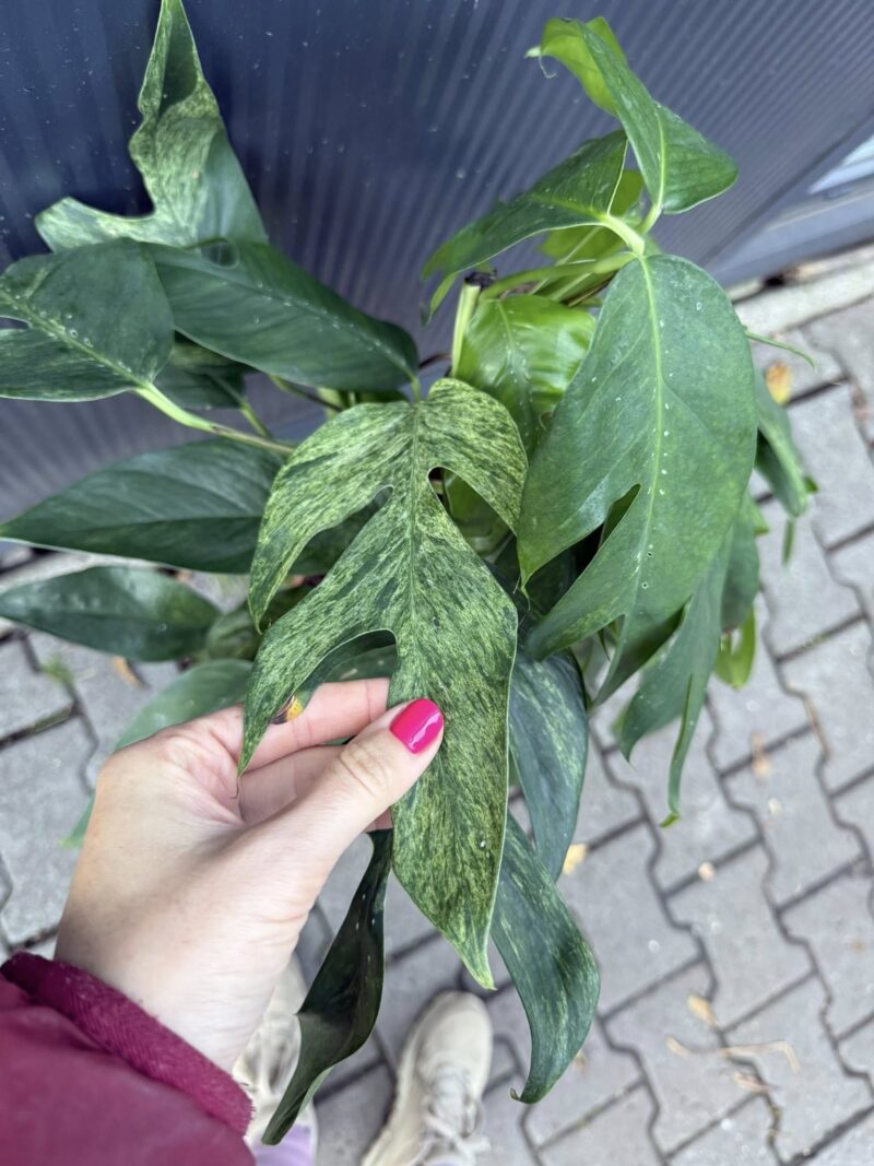 Epipremnum pinnatum baltic blue mint variegata