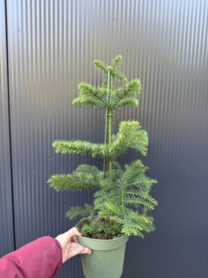Araucaria heterophylla