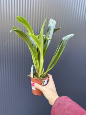 Dracula Gigas – orchidea