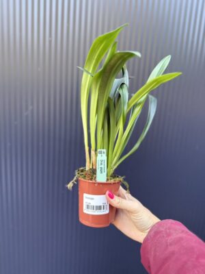 Dracula Gigas – orchidea