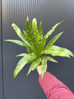 Asplenium Antiquum | Paproć