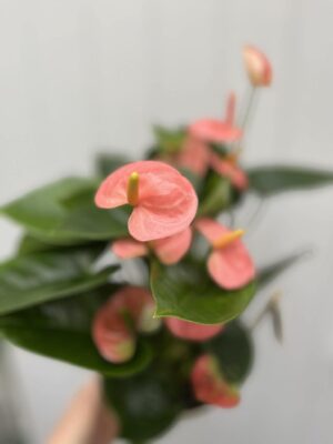 Anthurium andraeanum ‘Spirit Table’