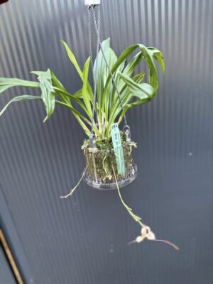 Dracula Diana – orchidea