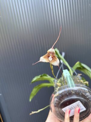Dracula Diana – orchidea
