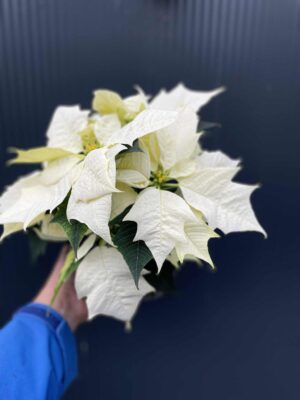 Gwiazda Betlejemska – Biała