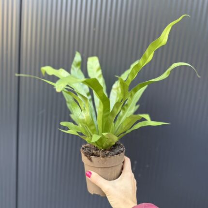 Asplenium Antiquum | Paproć