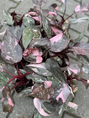 Philodendron Pink Princess Marble
