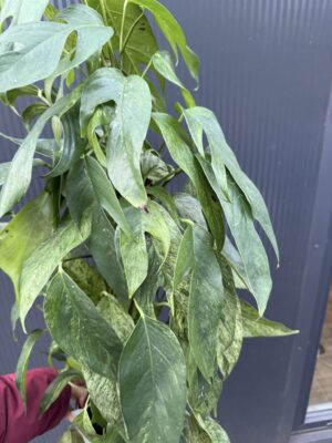 Epipremnum pinnatum baltic blue mint variegata