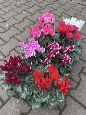 Fiołek Alpejski – Cyklamen