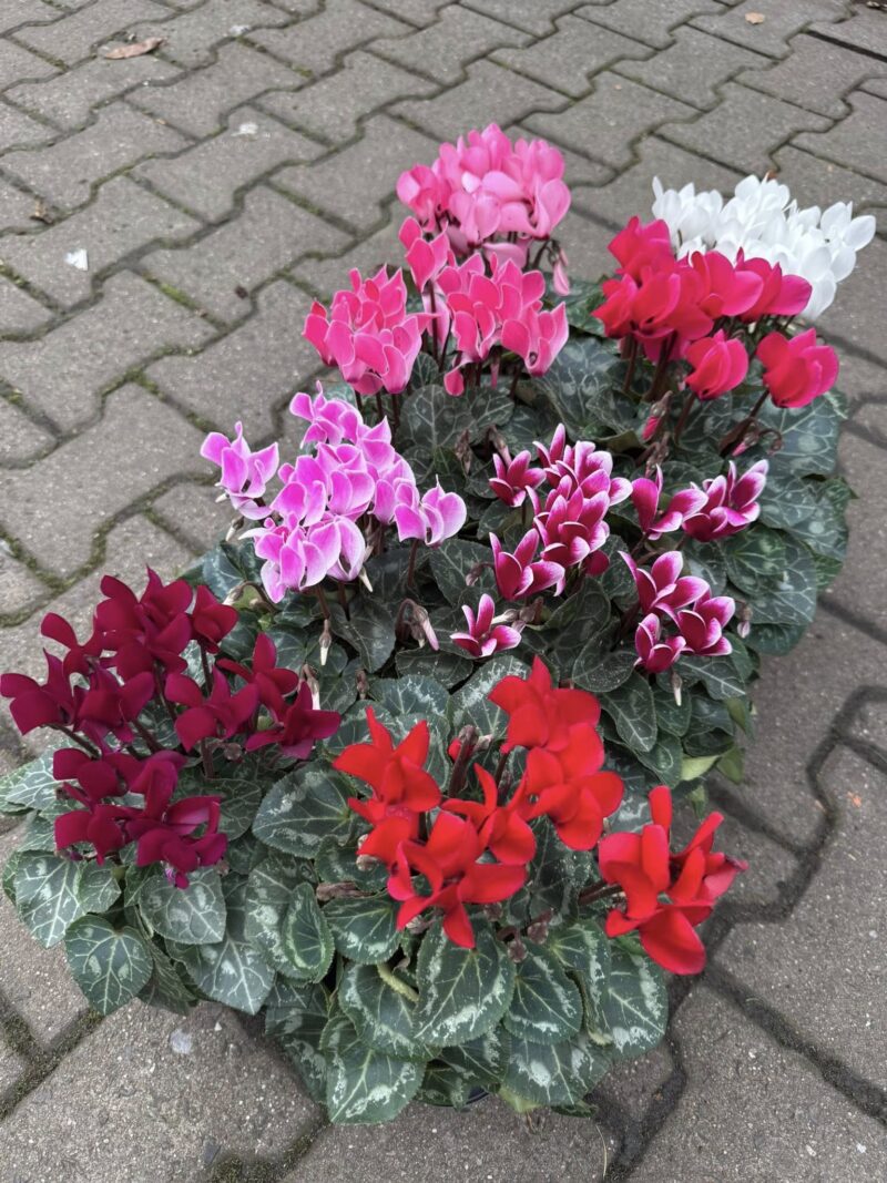 Fiołek Alpejski – Cyklamen