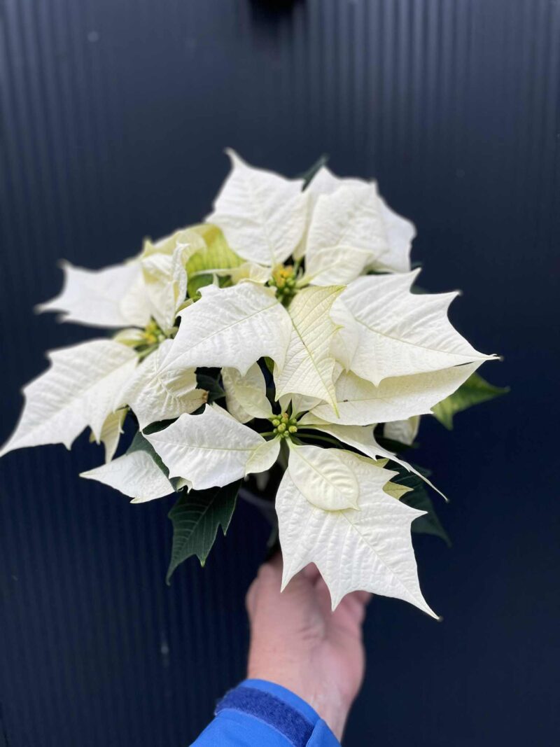 Gwiazda Betlejemska – Biała