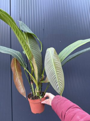 Philodendron Heterocraspedon