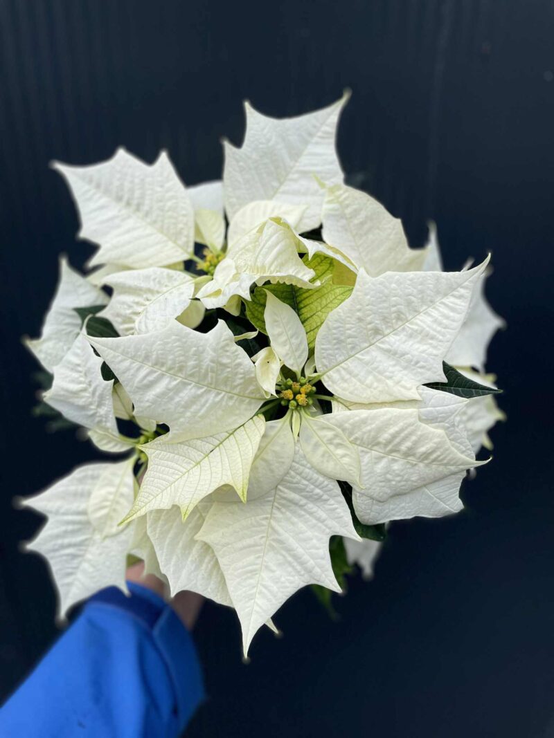 Gwiazda Betlejemska – Biała