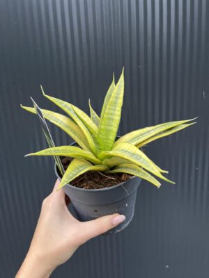 Sansevieria Cordova variegata