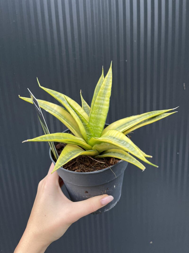 Sansevieria Cordova variegata