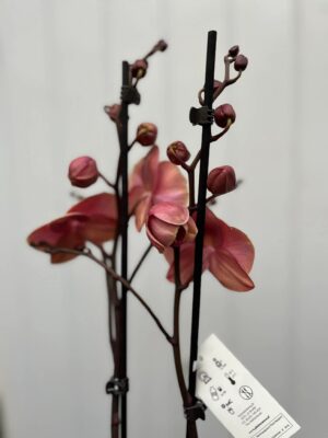 Phalaenopsis Limited 24 | Storczyk
