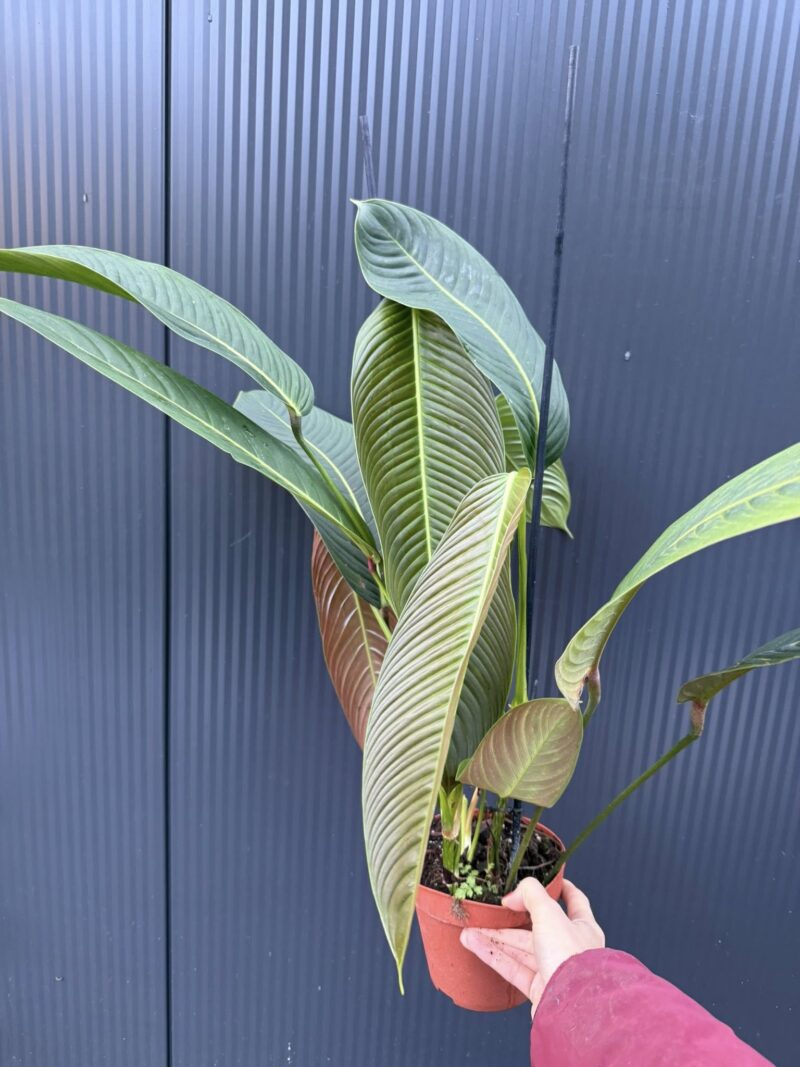 Philodendron Heterocraspedon