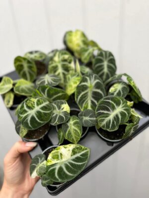 Alocasia Ninja Variegata