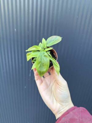 Philodendron Esmeraldense