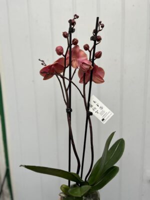 Phalaenopsis Limited 24 | Storczyk