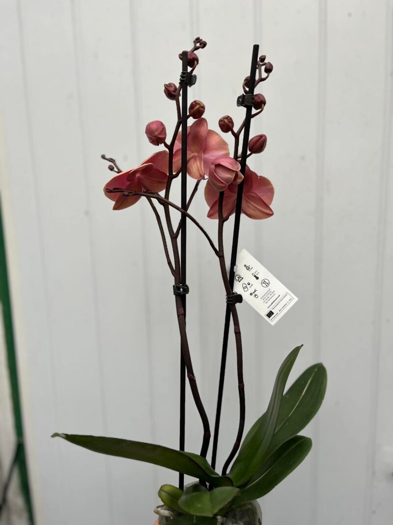 Phalaenopsis Limited 24 | Storczyk