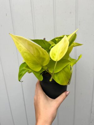 Epipremnum Champs Élysées