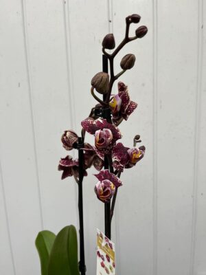 Phalaenopsis Limited 16 | Storczyk
