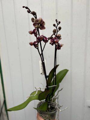 Phalaenopsis Limited 16 | Storczyk