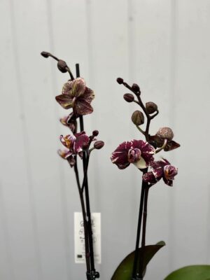 Phalaenopsis Limited 16 | Storczyk