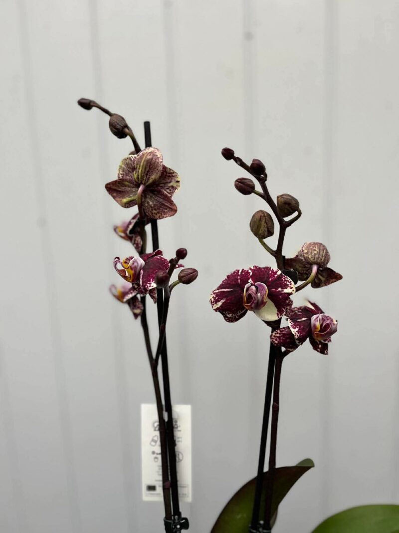 Phalaenopsis Limited 16 | Storczyk
