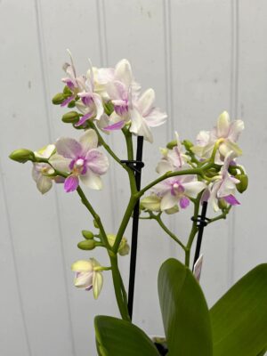 Phalaenopsis Blossom Bliss | Storczyk