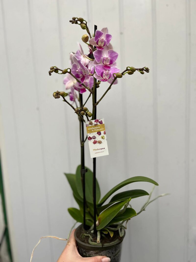 Phalaenopsis Limited 02 | Storczyk