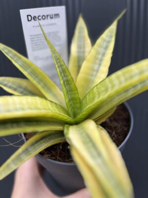 Sansevieria Cordova variegata