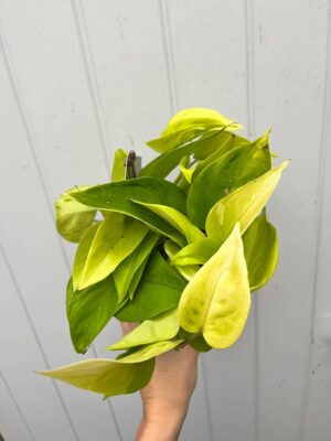 Epipremnum Champs Élysées