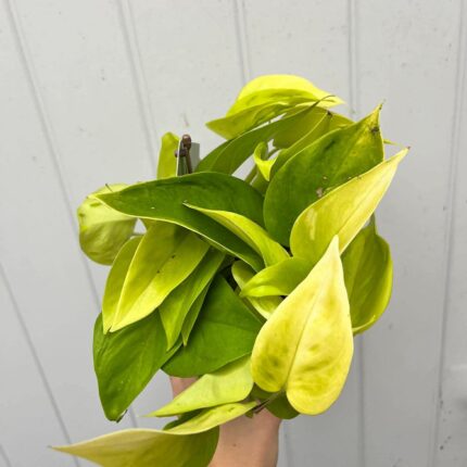 Epipremnum Champs Élysées