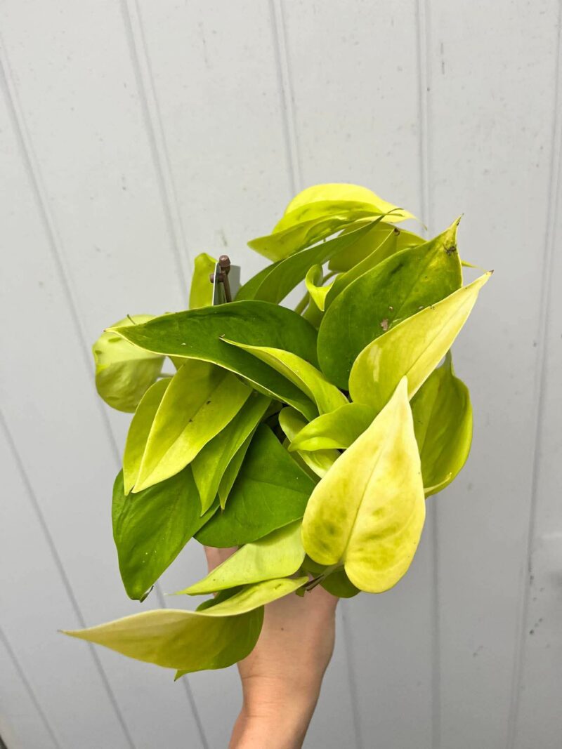 Epipremnum Champs Élysées