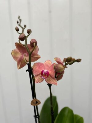 Phalaenopsis Pirate Picotee | Storczyk