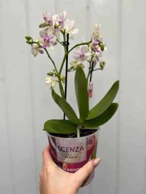 Phalaenopsis Blossom Bliss | Storczyk