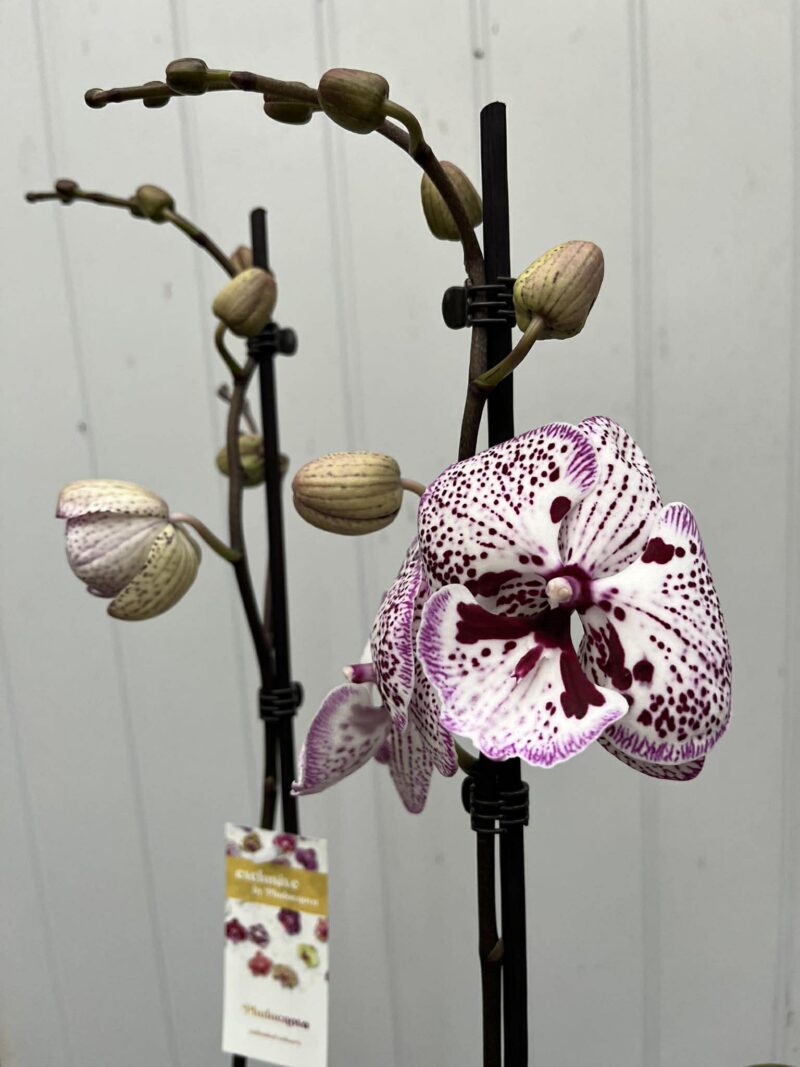 Phalaenopsis Grace | Storczyk