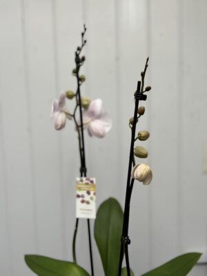 Phalaenopsis Ambon | Storczyk