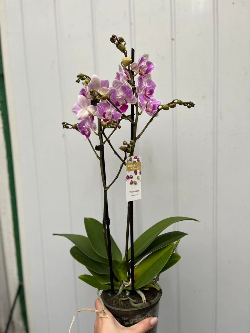 Phalaenopsis Limited 02 | Storczyk