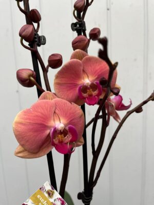 Phalaenopsis Limited 24 | Storczyk