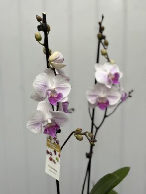 Phalaenopsis Mia | Storczyk