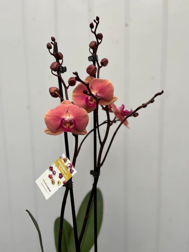 Phalaenopsis Limited 24 | Storczyk